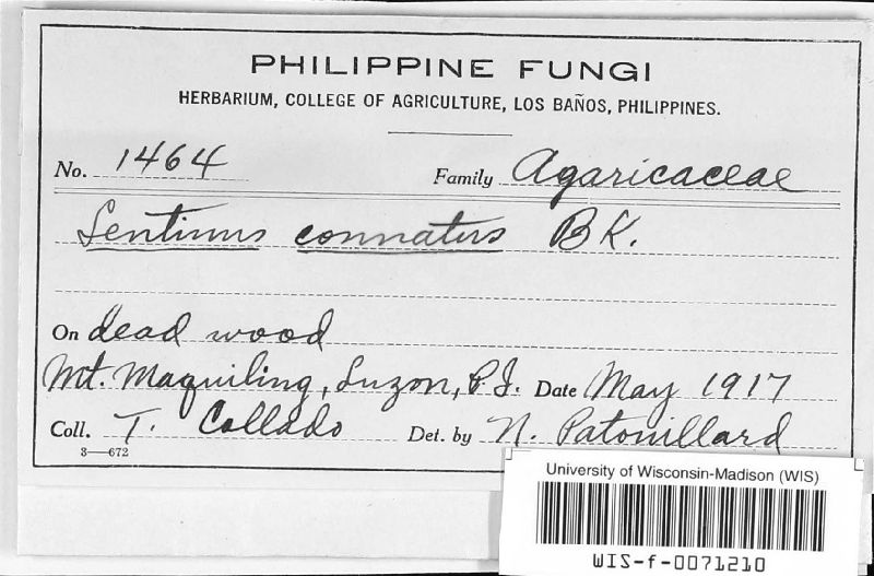 Lentinus connatus image