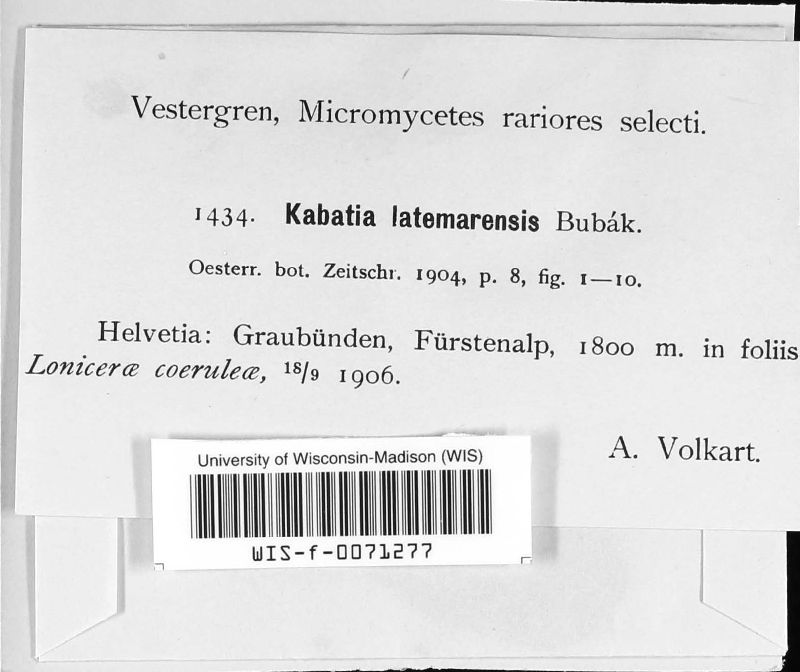 Kabatia latemarensis image