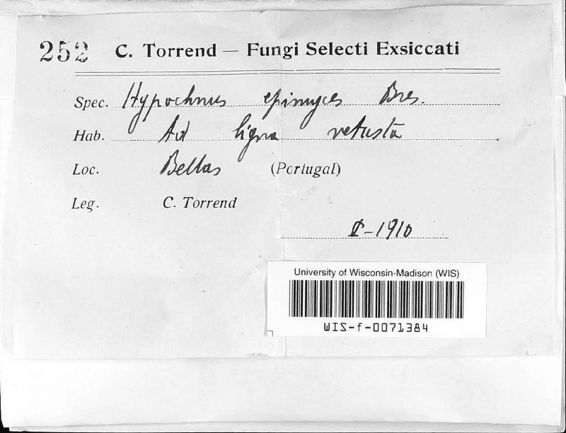 Hypochnus epimyces image