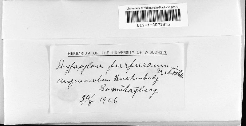 Hypoxylon purpureum image