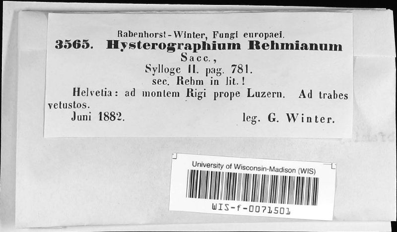Hysterographium rehmianum image