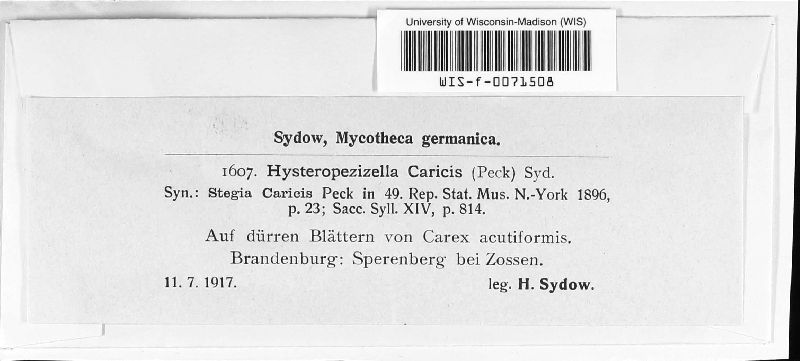 Hysteropezizella caricis image