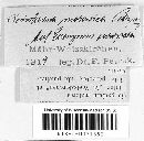 Dothiora moravica image