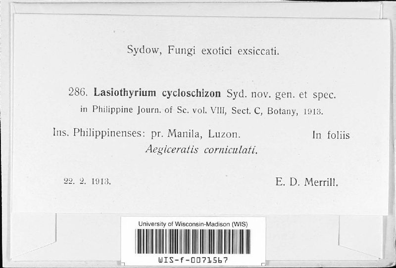 Lasiothyrium cycloschizon image