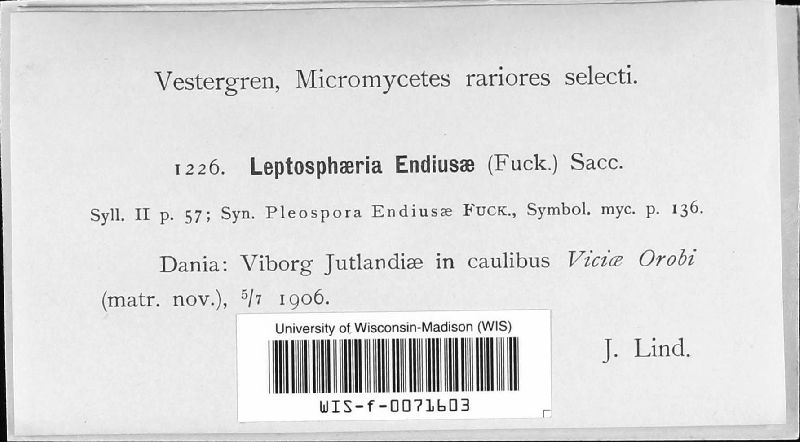 Leptosphaeria endiusae image
