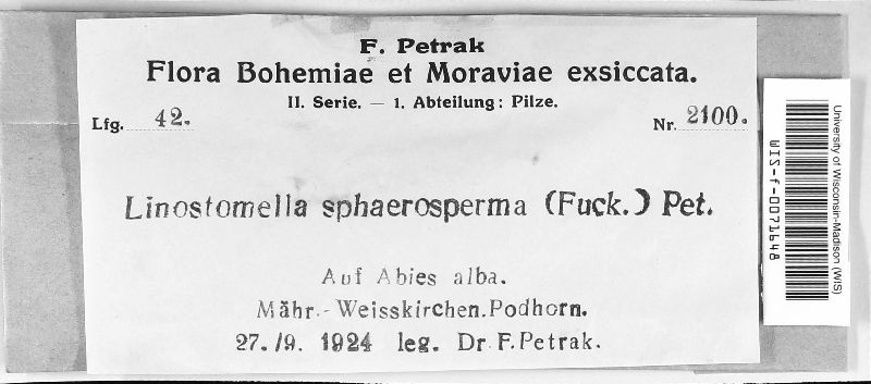 Linostomella sphaerosperma image