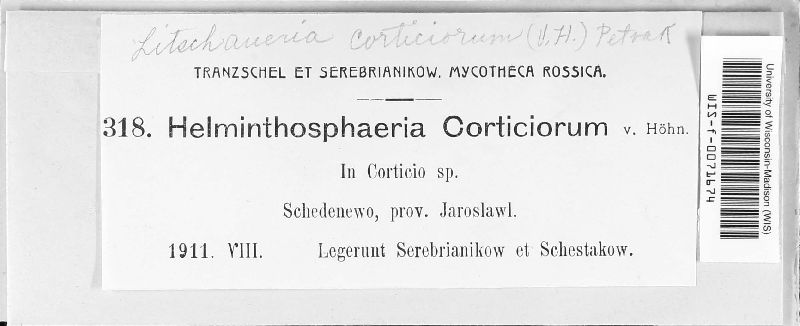 Litschaueria corticiorum image