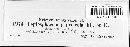 Leptosphaeria papyricola image