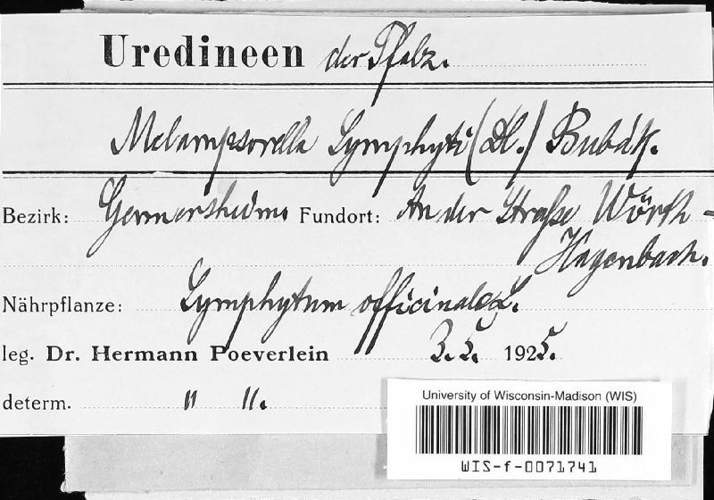 Pucciniastrum symphyti image