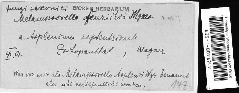 Melampsorella feurichii image