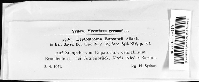 Leptostroma eupatorii image