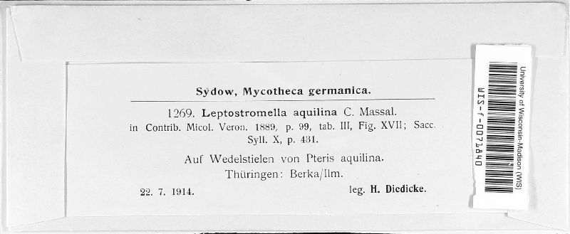 Leptostromella image