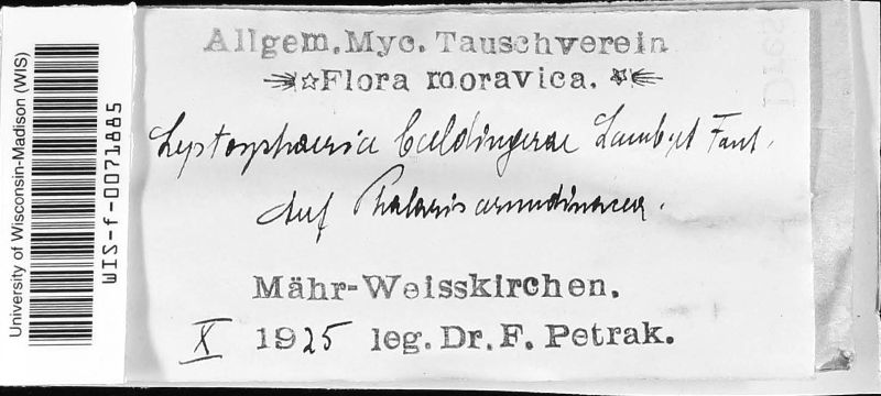 Leptosphaeria baldingerae image