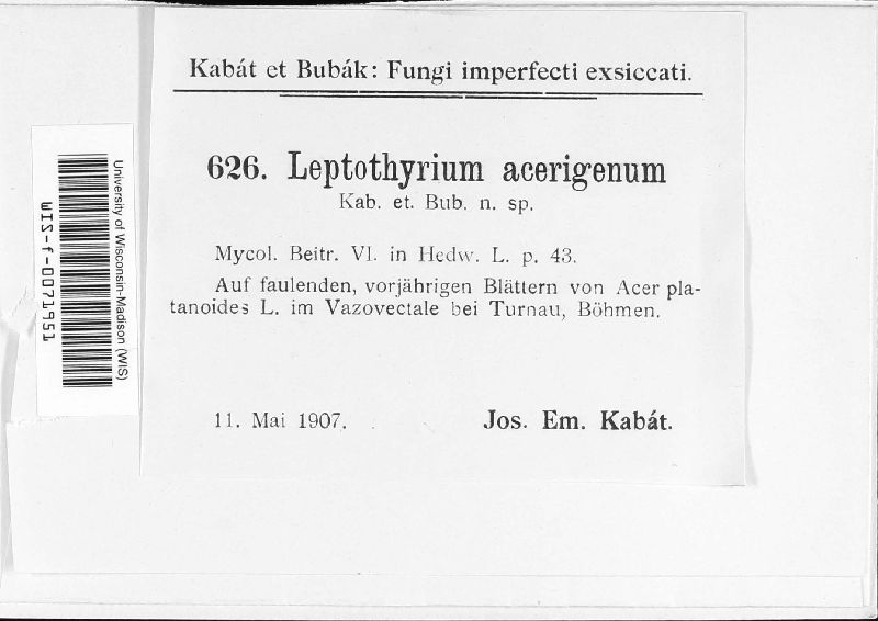 Leptothyrium acerigenum image