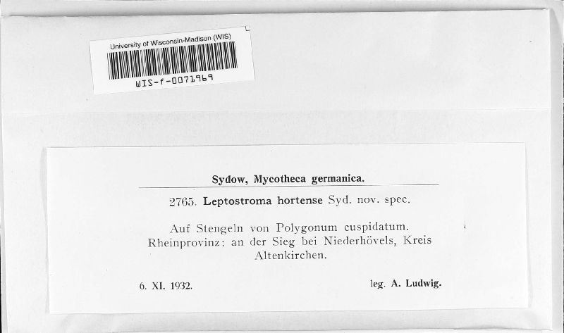 Leptostroma hortense image