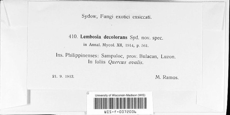 Lembosia decolorans image