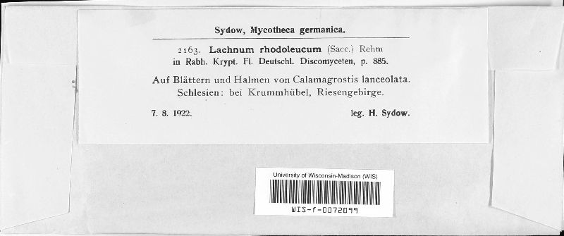 Lachnum rhodoleucum image