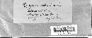 Leptosphaeria multiseptata image