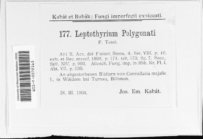 Pseudothyrium polygonati image
