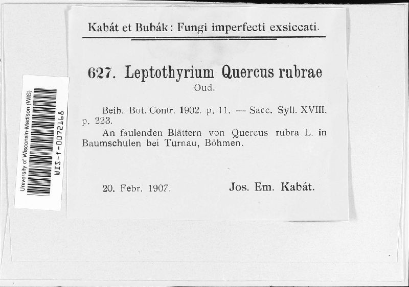 Leptothyrium quercus-rubrae image