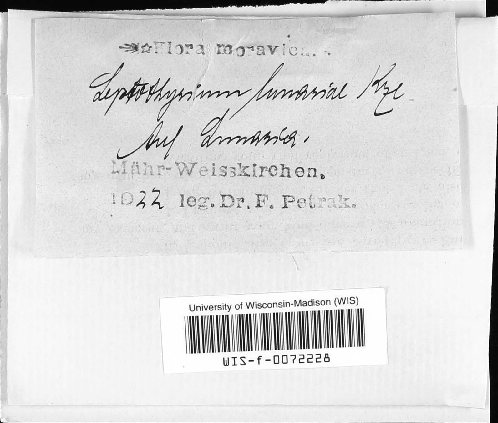Leptothyrium lunariae image