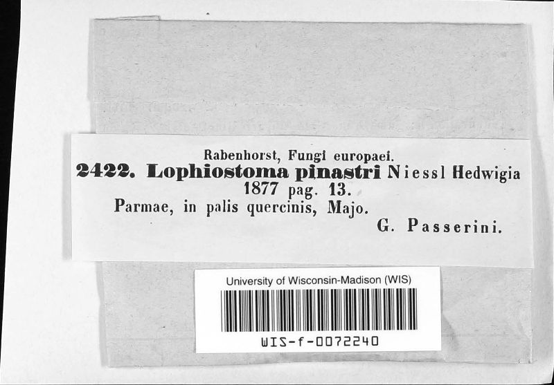Lophiostoma pinastri image