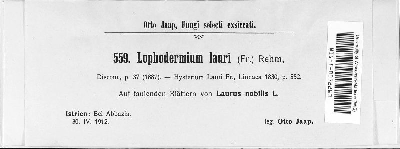 Lophodermium lauri image