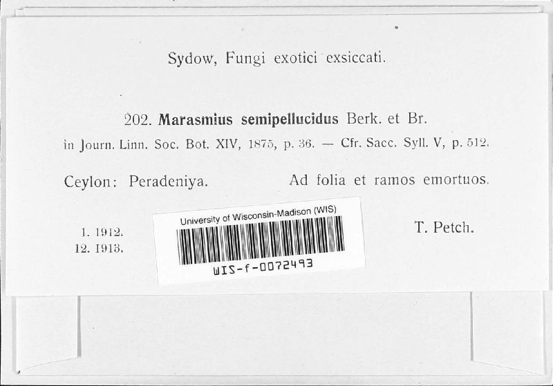 Marasmius semipellucidus image