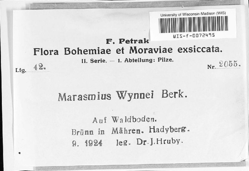 Marasmius wynnei image