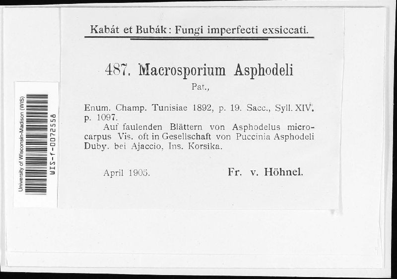 Macrosporium asphodeli image