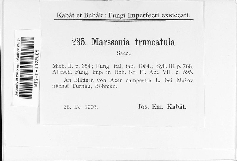 Marssonina truncatula image