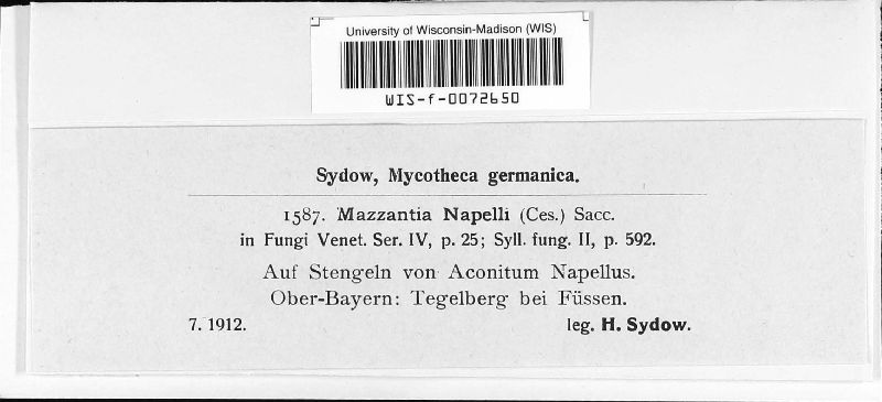 Mazzantia napelli image