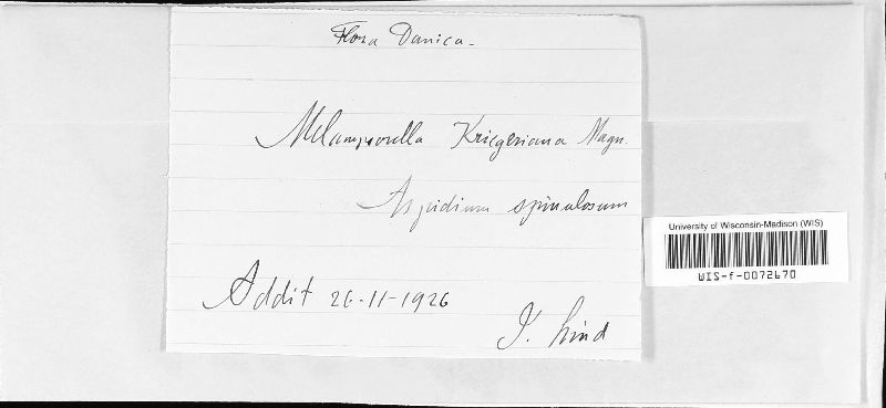 Melampsorella kriegeriana image