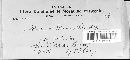Melanconium betulinum image