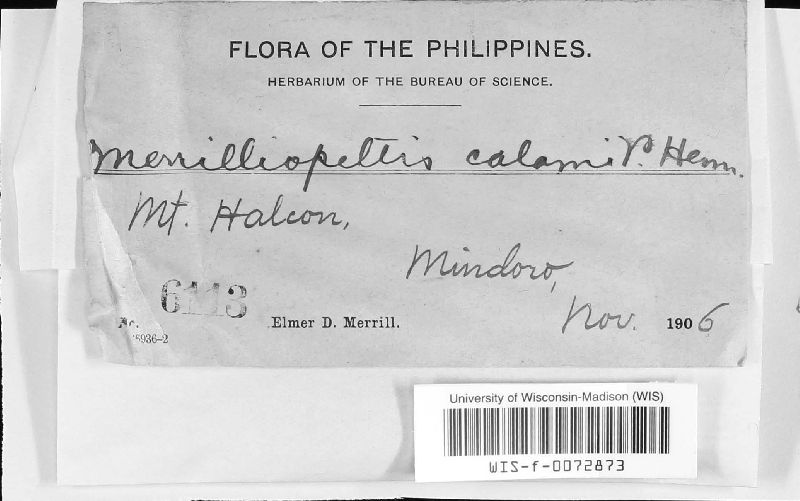 Merrilliopeltis calami image