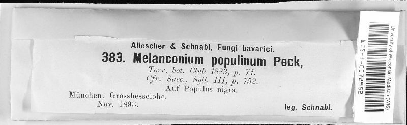 Melanconium populinum image