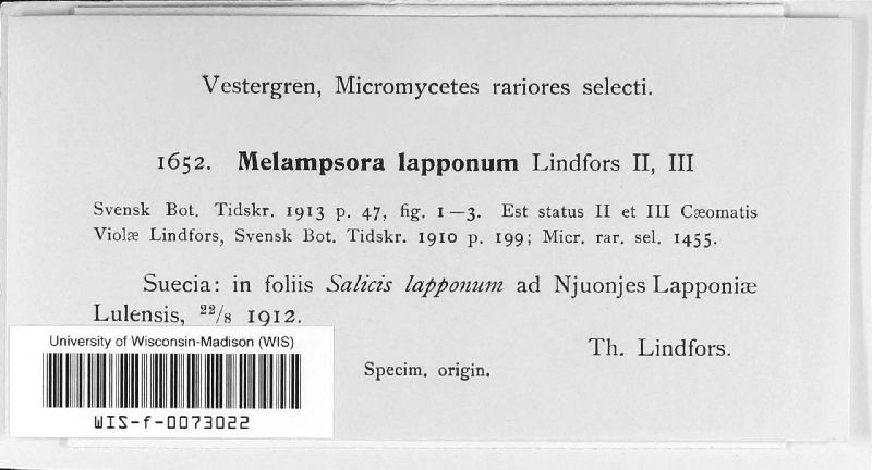 Melampsora lapponum image