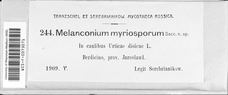 Melanconium myriosporum image