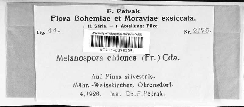Melanospora chionea image