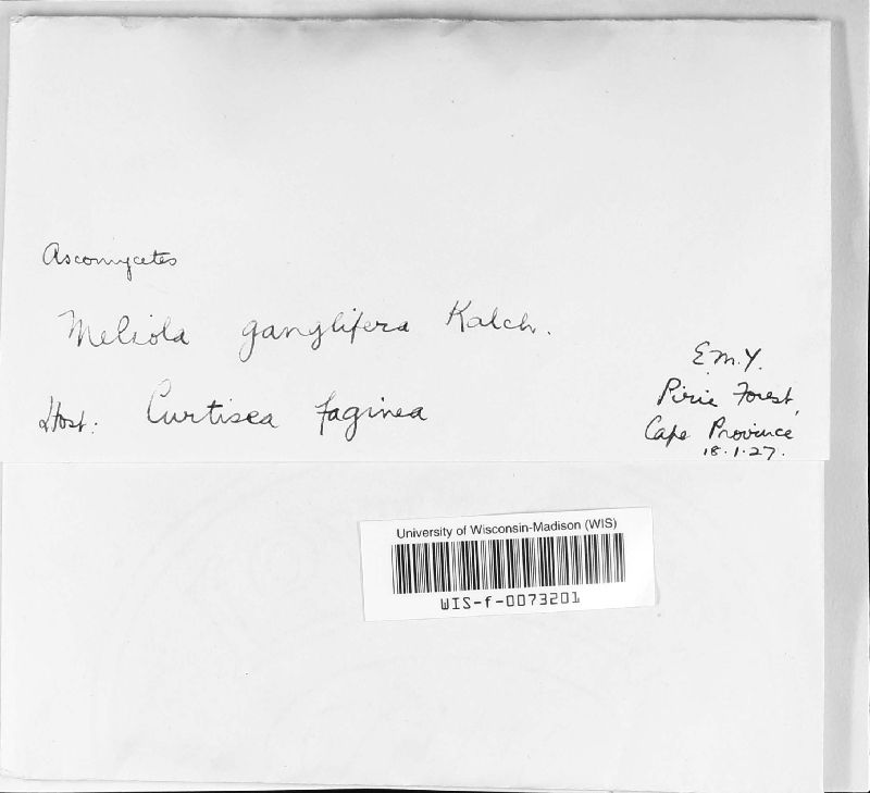 Meliola ganglifera image