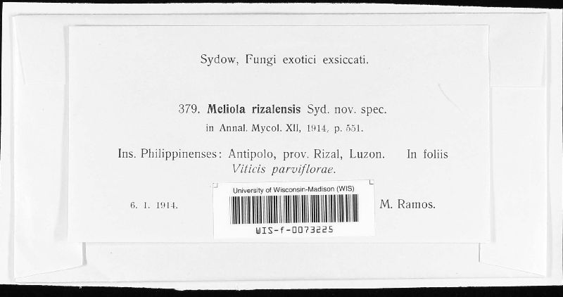 Meliola rizalensis image
