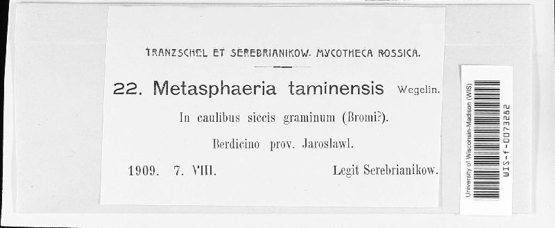 Metasphaeria taminensis image