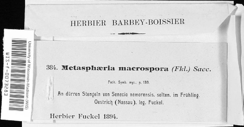 Metasphaeria macrospora image