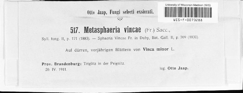 Metasphaeria vincae image
