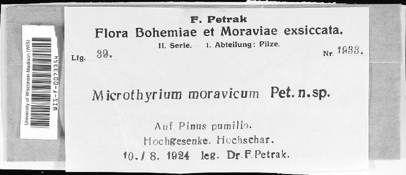 Microthyrium moravicum image