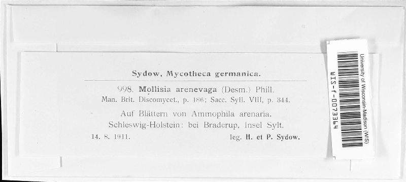 Mollisia arenivaga image