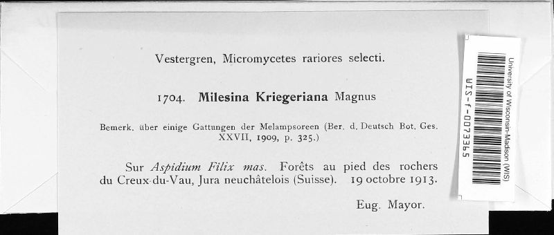 Milesina kriegeriana image