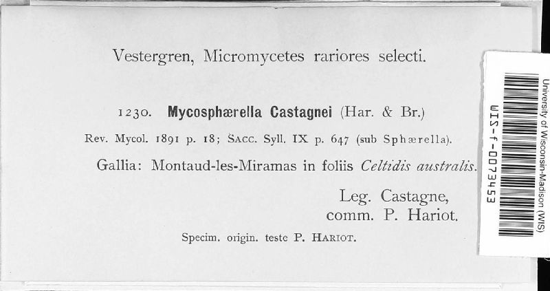 Mycosphaerella castagnei image