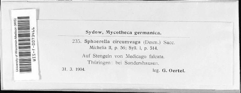 Mycosphaerella circumvaga image