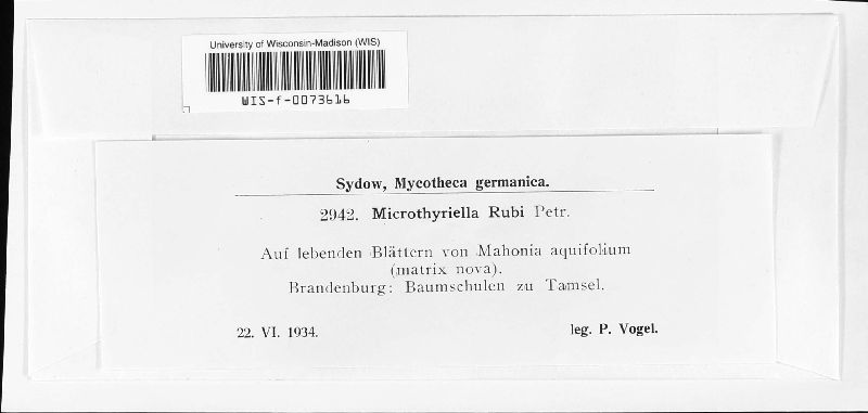 Schizothyrium image